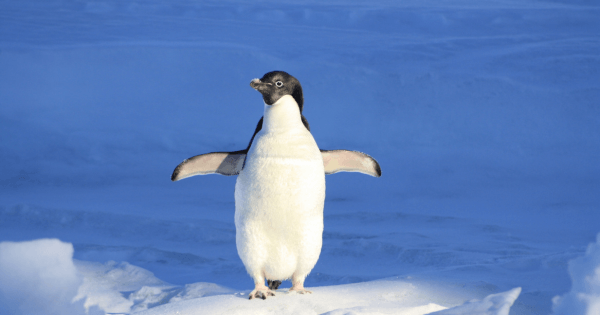 ペンギンメンヘラタイプ